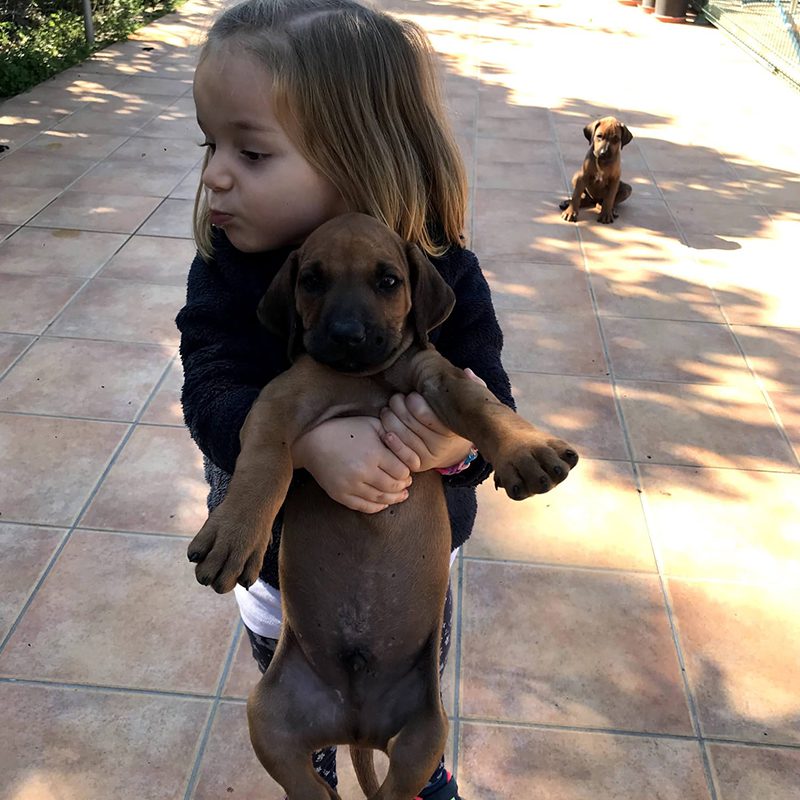 Rhodesian Vall de Segaria