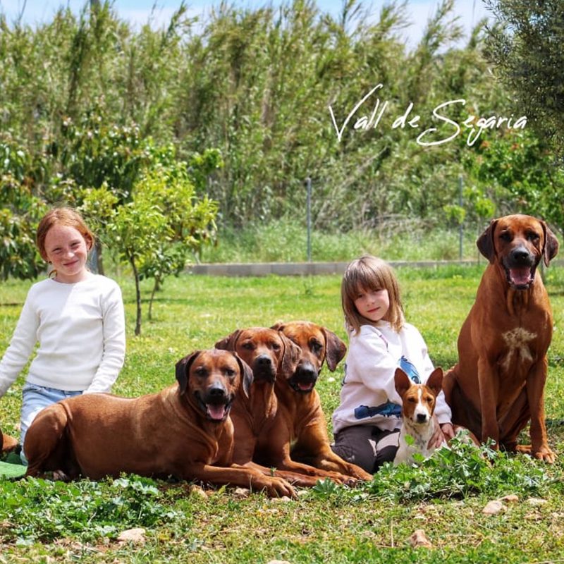 Rhodesian Vall de Segaria